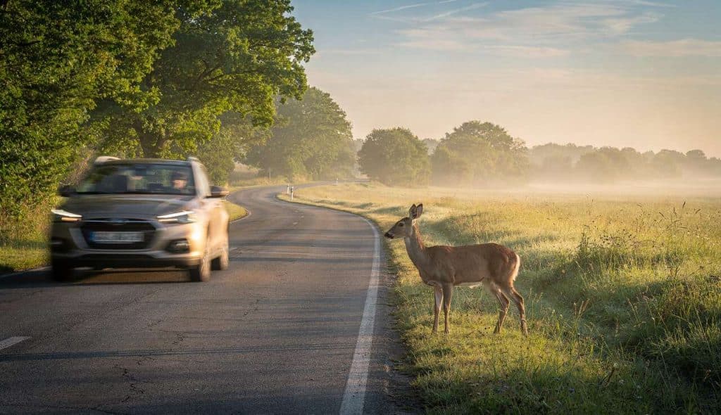 Animal sur la route : adopter les bons réflexes