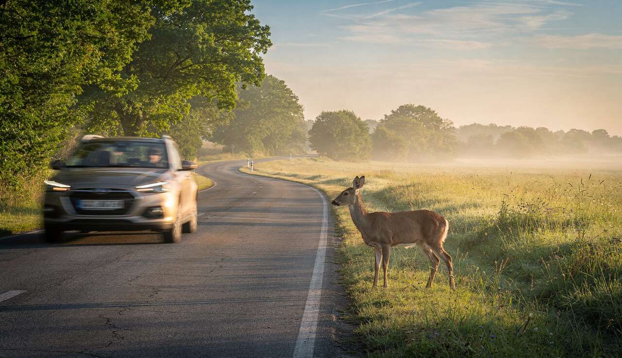 Animal sur la route : adopter les bons réflexes